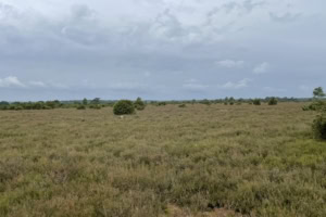 Wacholderheide